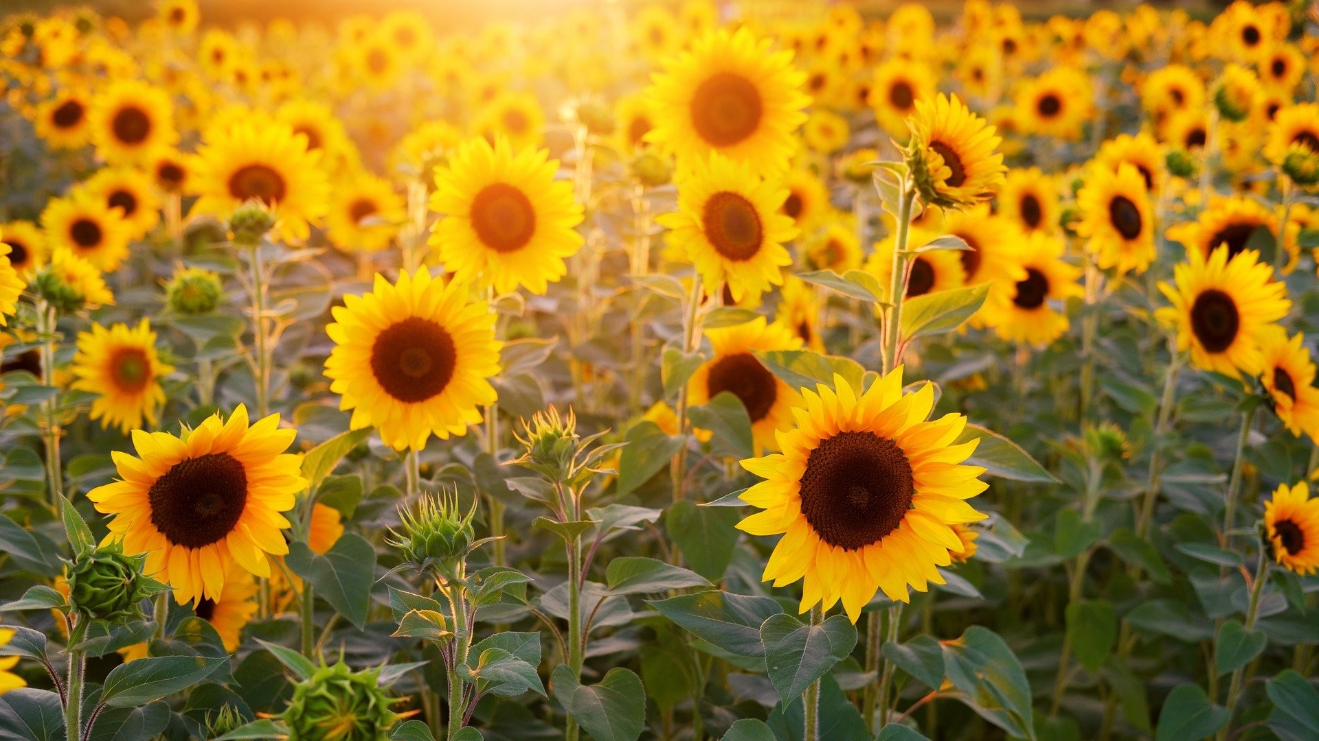 Fleur jaune Ukraine : le tournesol est la fleur nationale - Breakflip Awé - Vous avez une question, on a la réponse